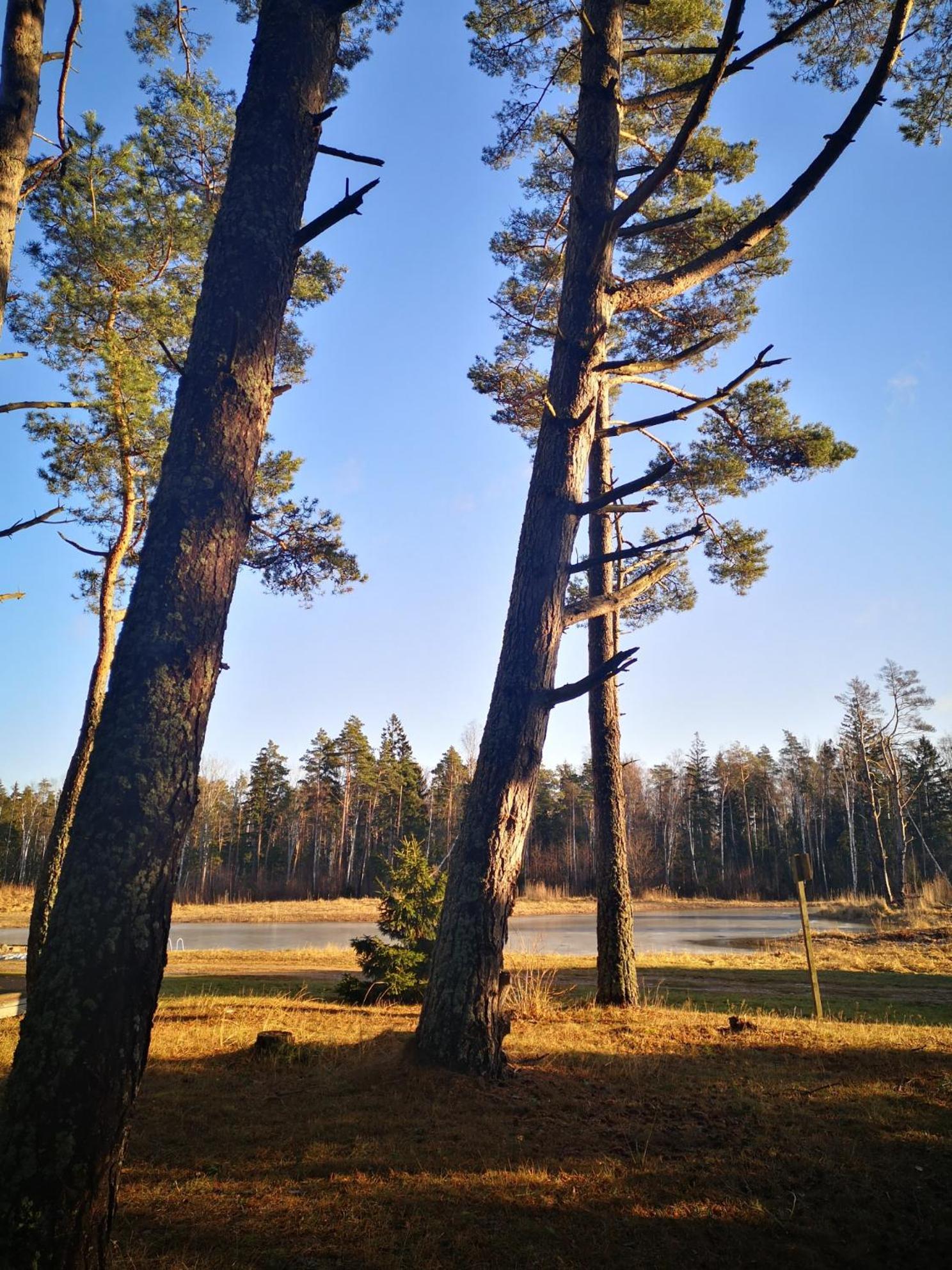 Вилла Metsaraeaegu Wellness Ulendi Экстерьер фото
